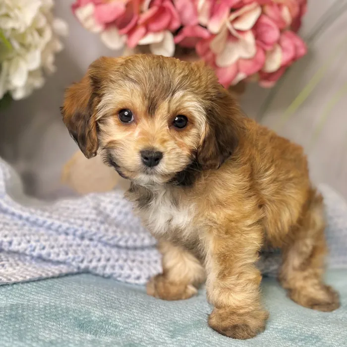 Female Cavachon puppy for sale at Shake A Paw Green Brook.