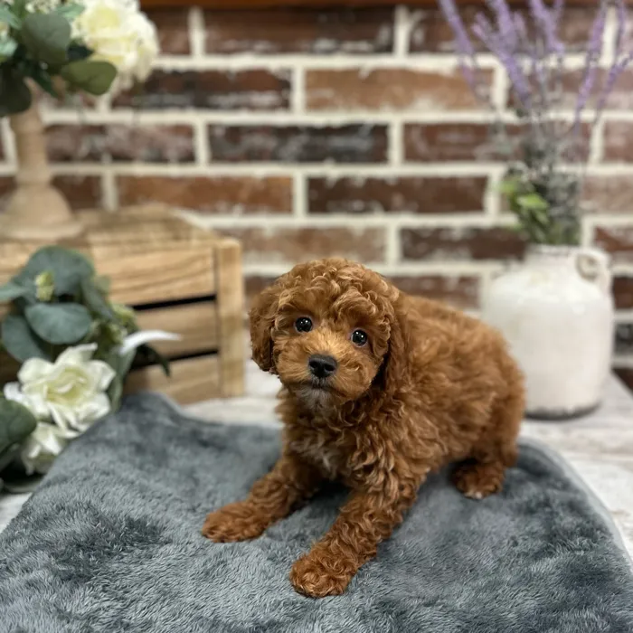 Male Poodle puppy for sale at Shake A Paw Union.