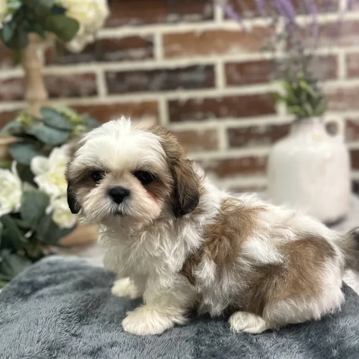 Male Shih Tzu puppy for sale at Shake A Paw Union.