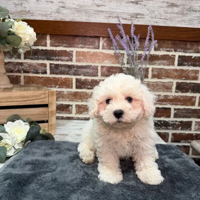 Male Bichon Frise puppy for sale at Shake A Paw Union.