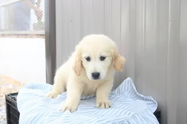 Female Golden Retriever puppy for sale at Shake A Paw Green Brook.