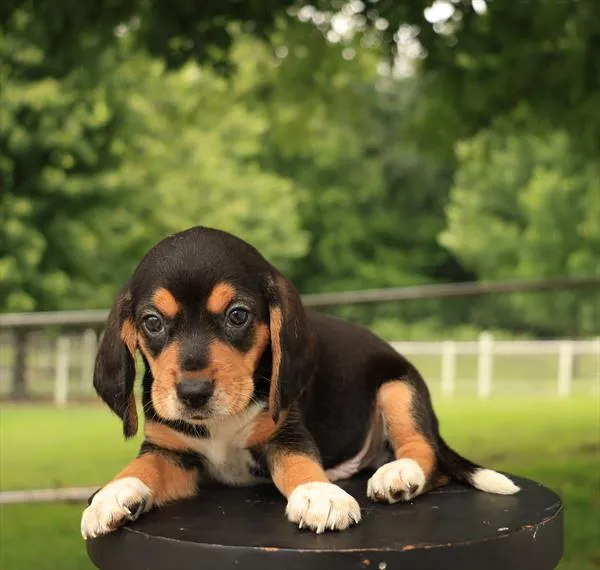 Male Beagle puppy for sale at Shake A Paw Union.