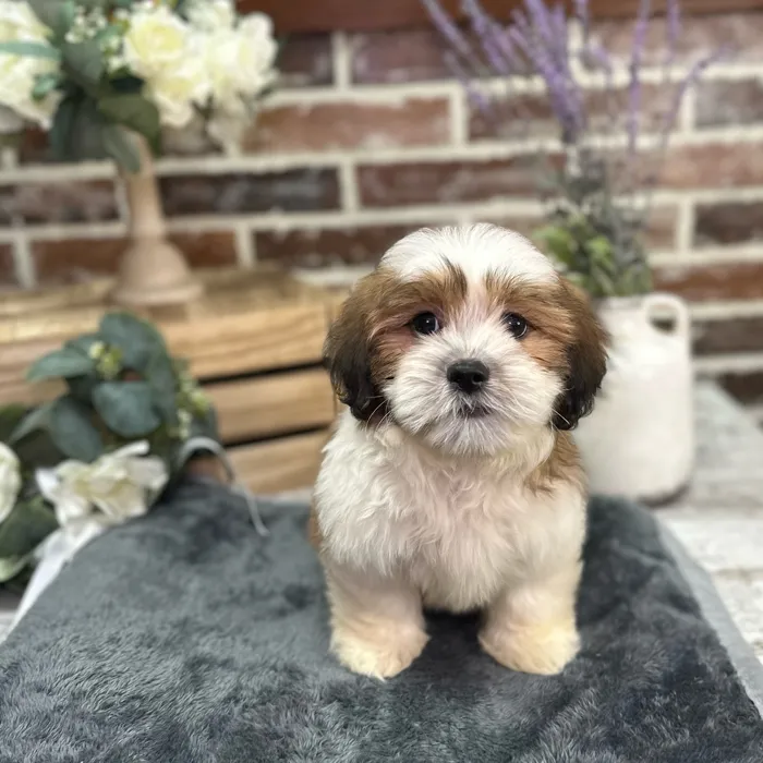 Male Havanese / Shih Tzu puppy for sale at Shake A Paw Union.