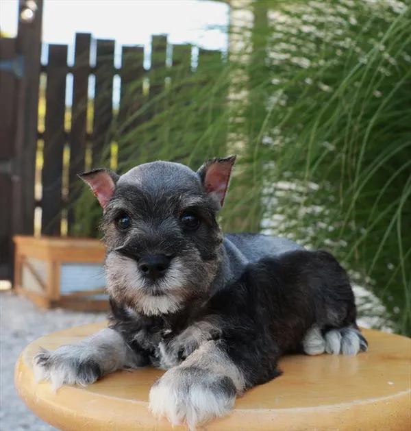 Male Mini Schnauzer puppy for sale at Shake A Paw Union.