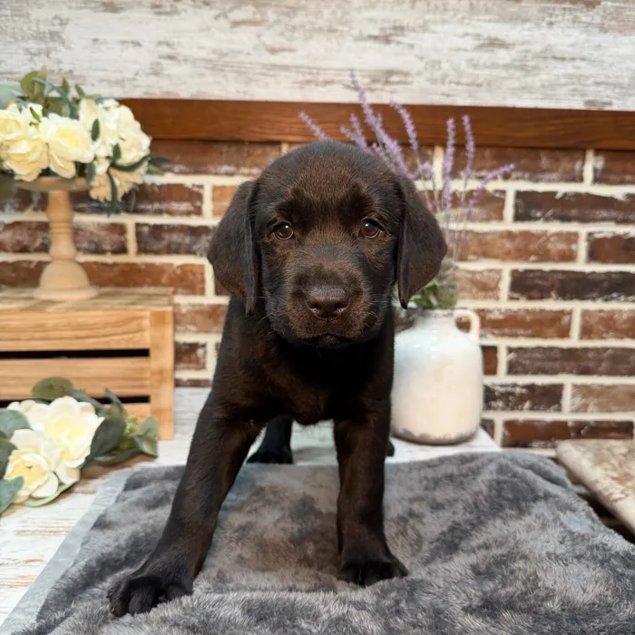 Female Labrador Retriever puppy for sale at Shake A Paw Union.