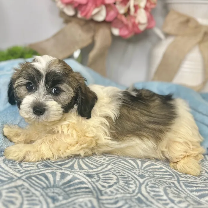 Female Havanese puppy for sale at Shake A Paw Green Brook.