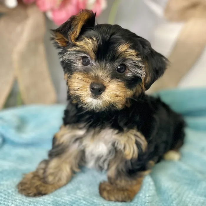 Male Yorkshire Terrier puppy for sale at Shake A Paw Green Brook.