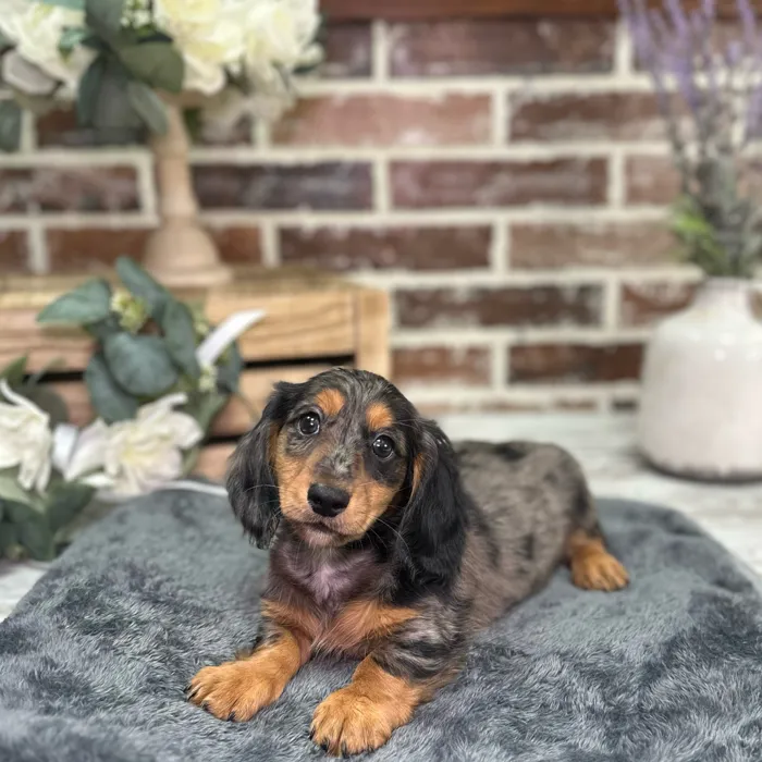 Male Dachshund puppy for sale at Shake A Paw Union.