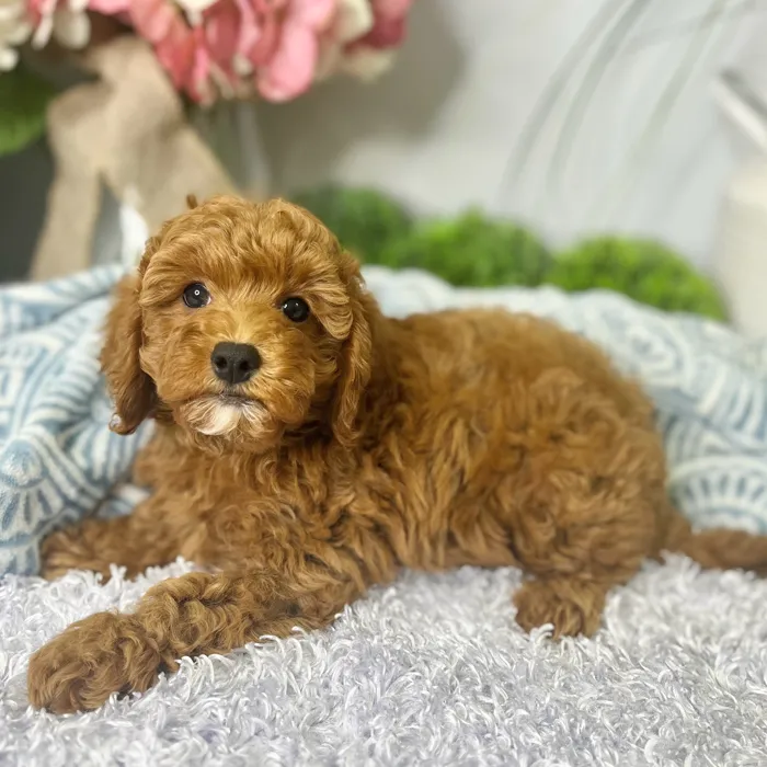 Female Mini Goldendoodle 3Rd Gen puppy for sale at Shake A Paw Green Brook.