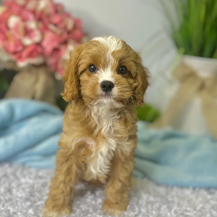 Female Cavapoo puppy for sale at Shake A Paw Green Brook.