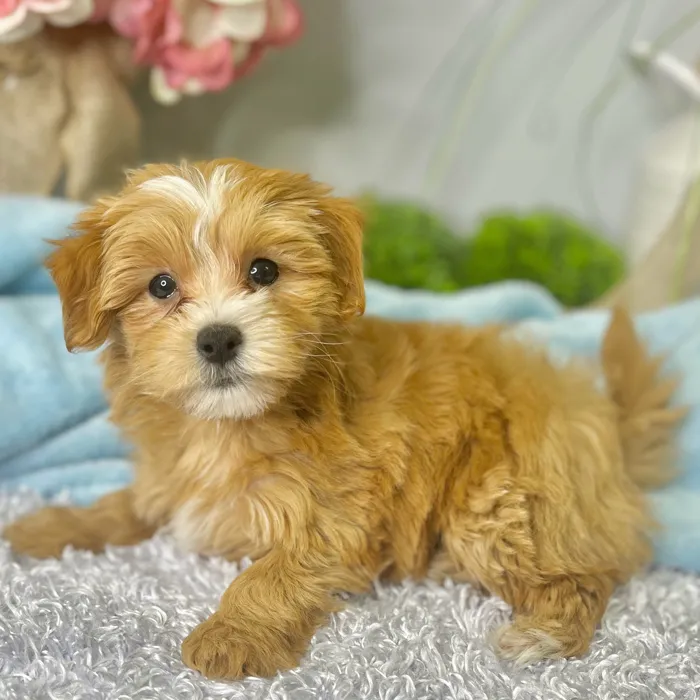 Male Maltipoo puppy for sale at Shake A Paw Green Brook.