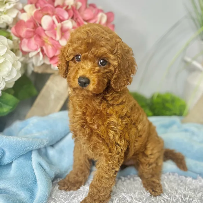 Male Cavapoo 2Nd Gen puppy for sale at Shake A Paw Green Brook.