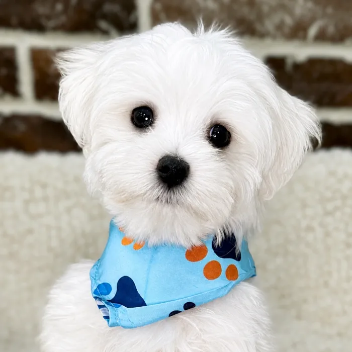 Male Maltese puppy for sale at Shake A Paw Union.