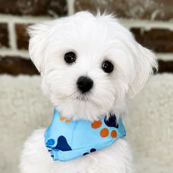 Male Maltese puppy for sale at Shake A Paw Union.