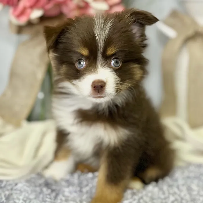 Female Mini Australian Shepherd puppy for sale at Shake A Paw Green Brook.