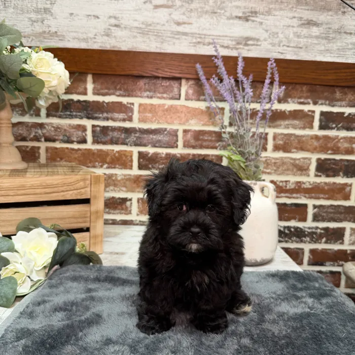 Male Shih Tzu / Poodle puppy for sale at Shake A Paw Union.