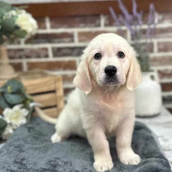 Female Golden Retriever puppy for sale at Shake A Paw Union.