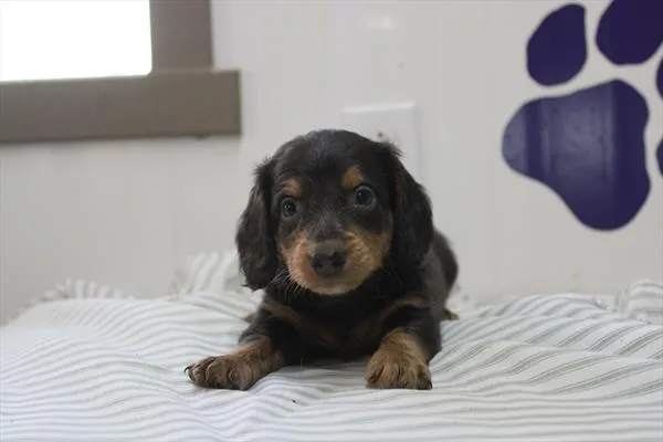 Male Dachshund puppy for sale at Shake A Paw Green Brook.
