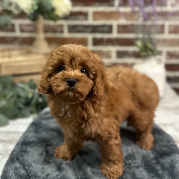 Female Cavapoo puppy for sale at Shake A Paw Union.
