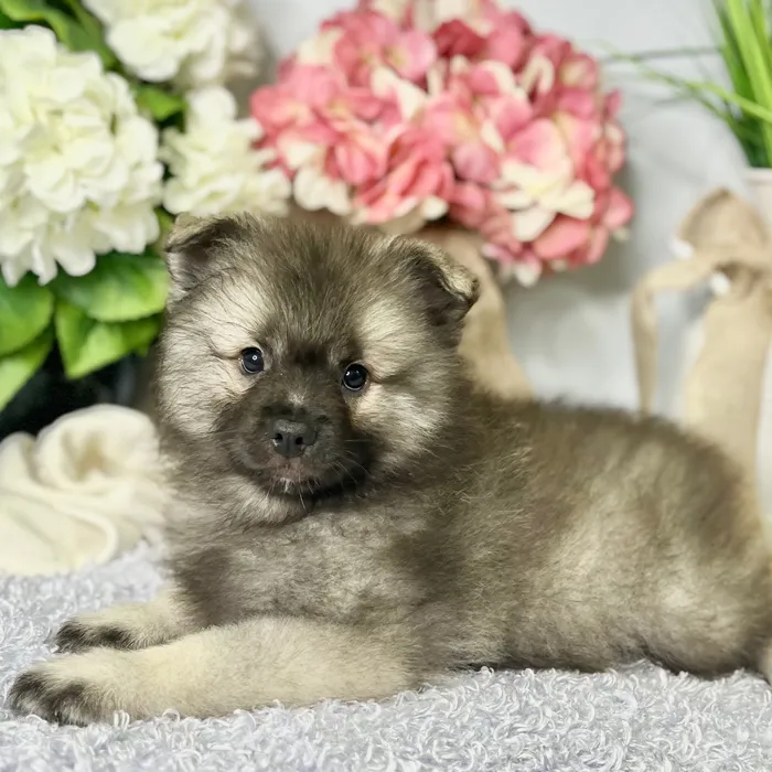 Female Keeshond puppy for sale at Shake A Paw Green Brook.