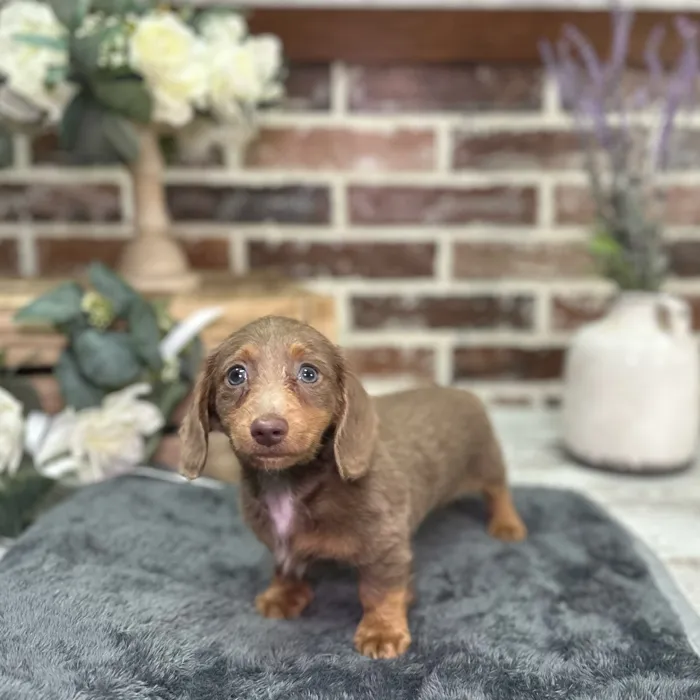 Male Dachshund puppy for sale at Shake A Paw Union.
