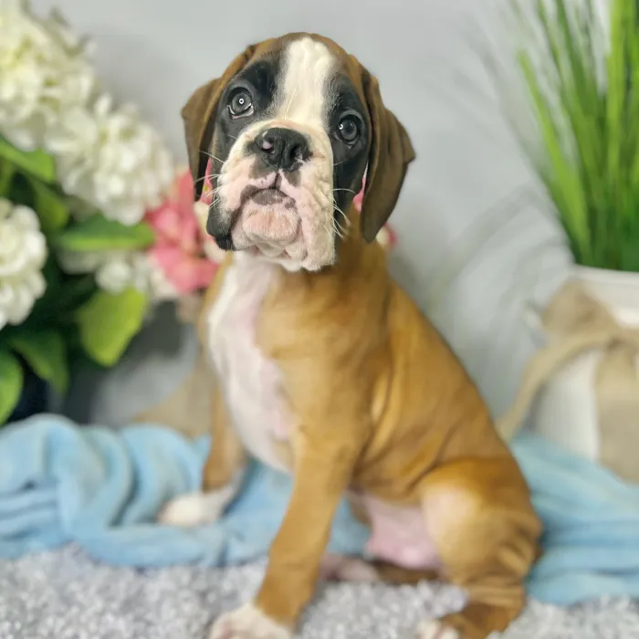Male Boxer puppy for sale at Shake A Paw Green Brook.