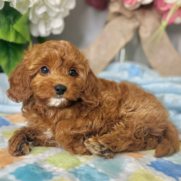 Female Cavapoo 2Nd Gen puppy for sale at Shake A Paw Green Brook.