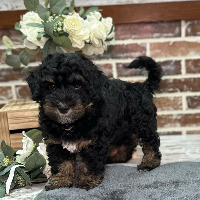 Female Mini Bernedoodle 2Nd Gen puppy for sale at Shake A Paw Union.