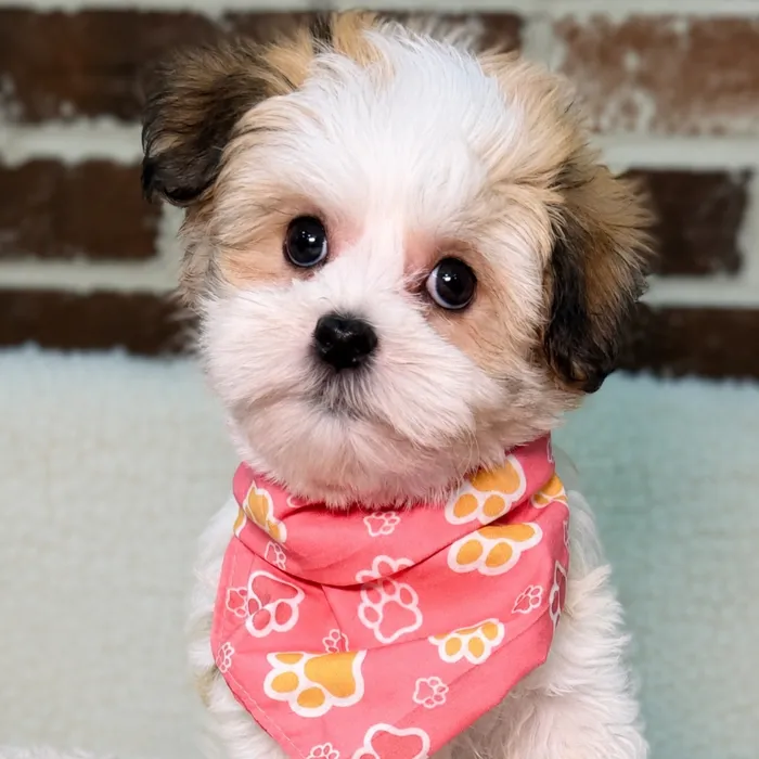Female Havanese puppy for sale at Shake A Paw Union.
