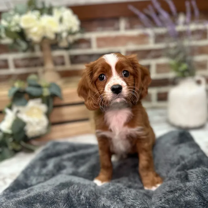 Male Cavapoo puppy for sale at Shake A Paw Union.
