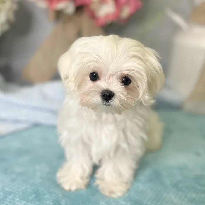 Female Maltese puppy for sale at Shake A Paw Green Brook.