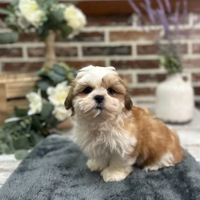 Female Shih Tzu puppy for sale at Shake A Paw Union.