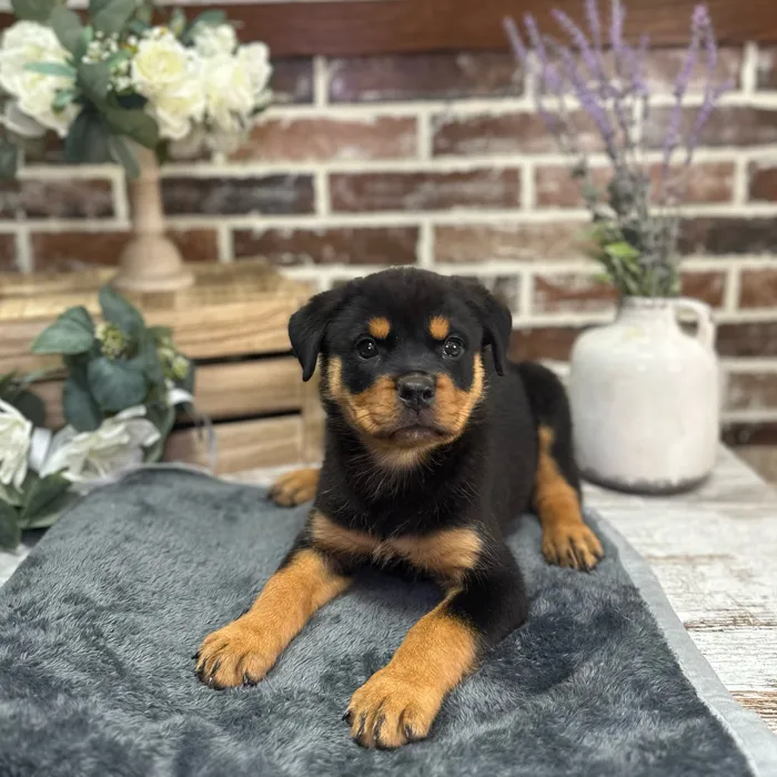 Female Rottweiler puppy for sale at Shake A Paw Union.