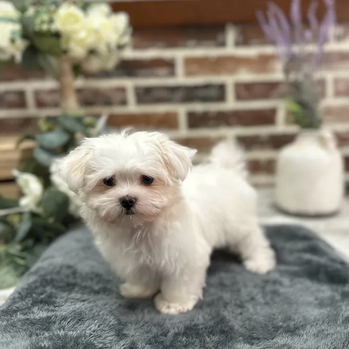 Female Maltese puppy for sale at Shake A Paw Union.