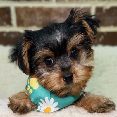Male Yorkshire Terrier puppy for sale at Shake A Paw Union.