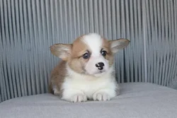 car_main_img_/media/ap_media/pets/JMXETCCBJXOZ40877.webp.250x250_q85.webp
