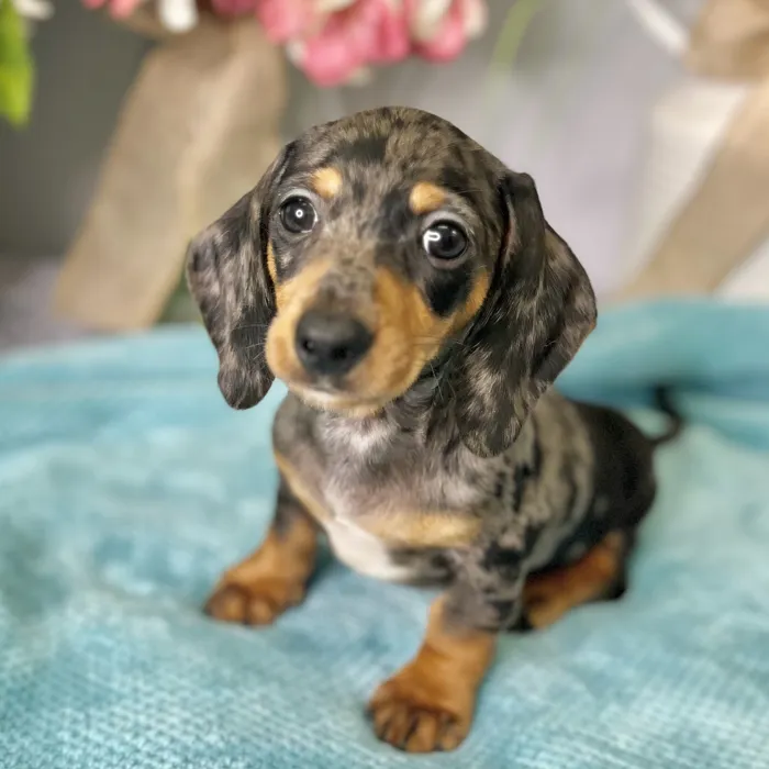 Male Dachshund puppy for sale at Shake A Paw Green Brook.