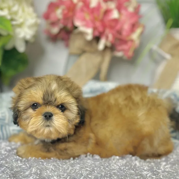 Female Shih Tzu puppy for sale at Shake A Paw Green Brook.