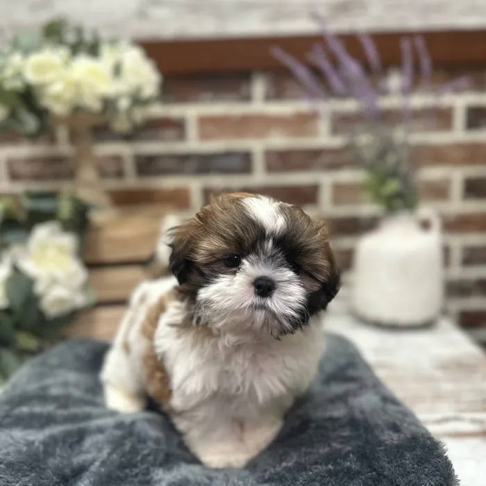 Male Shih Tzu puppy for sale at Shake A Paw Union.