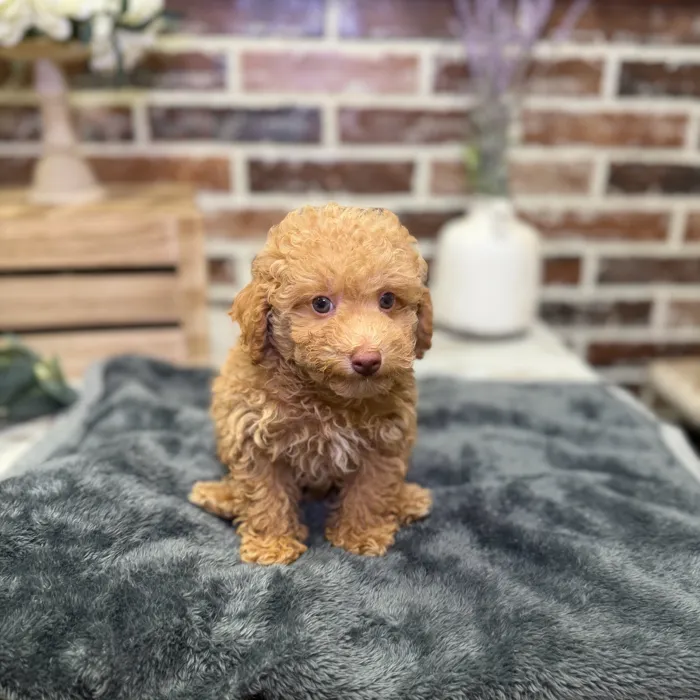Male Poodle puppy for sale at Shake A Paw Union.