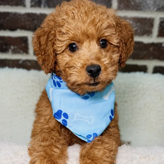 Male Mini Goldendoodle 2Nd Gen puppy for sale at Shake A Paw Union.