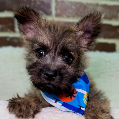 Male Cairn Terrier puppy for sale at Shake A Paw Union.