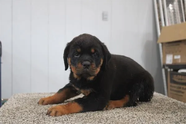 Male Rottweiler puppy for sale at Shake A Paw Union.