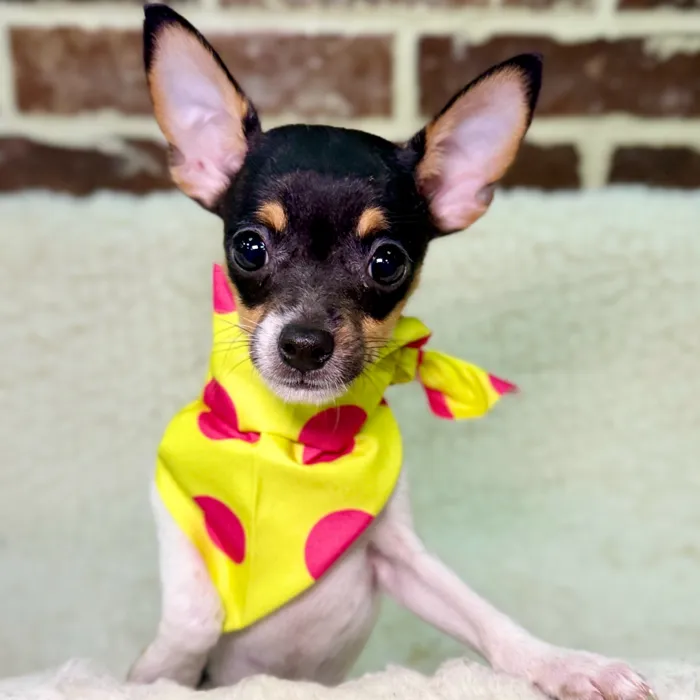 Male Rat Terrier / Chihuahua puppy for sale at Shake A Paw Union.