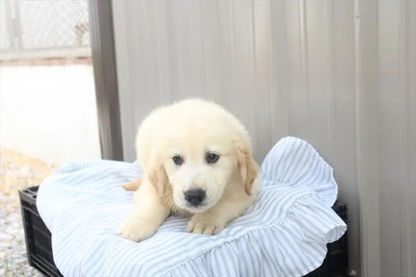 Male Golden Retriever puppy for sale at Shake A Paw Green Brook.