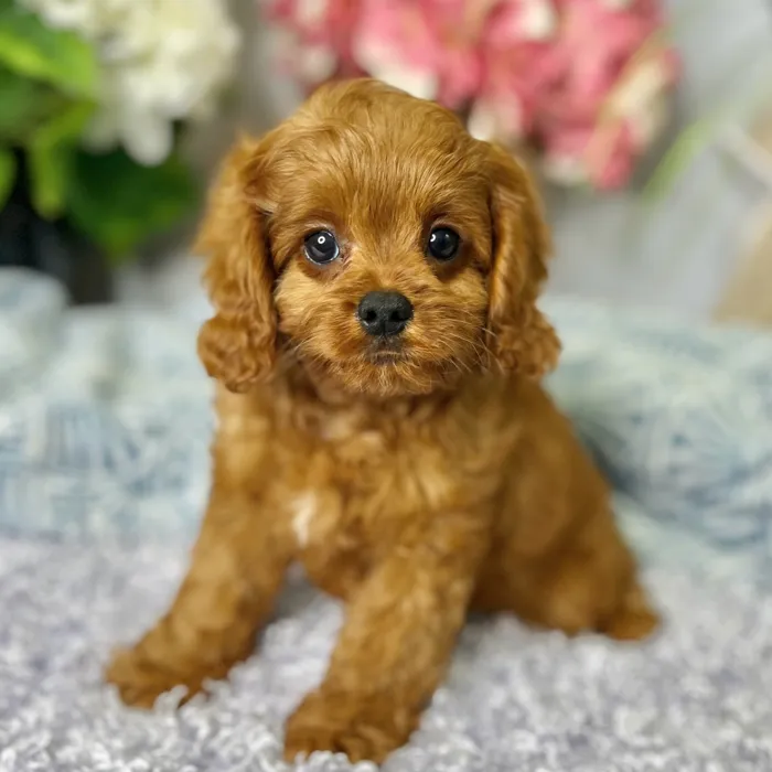 Male Cavapoo puppy for sale at Shake A Paw Green Brook.