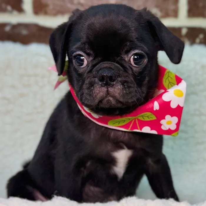 Female Pug puppy for sale at Shake A Paw Union.