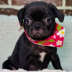 Female Pug puppy for sale at Shake A Paw Union.