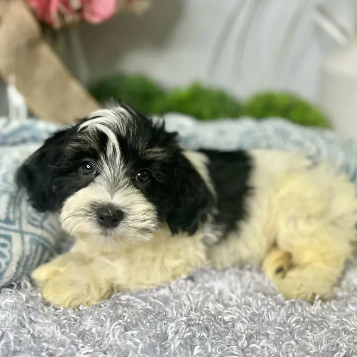 Male Havanese puppy for sale at Shake A Paw Green Brook.