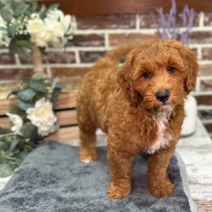 Male Mini Goldendoodle puppy for sale at Shake A Paw Union.